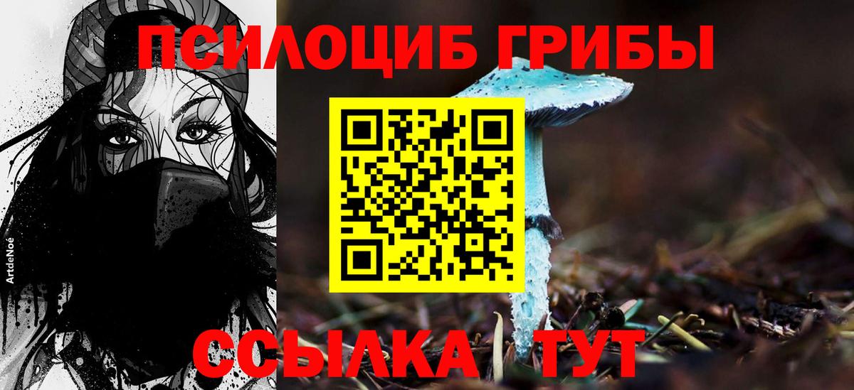 Псилоцибиновые грибы Psilocybine cubensis Михайловск